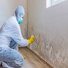 The Old Colony State Mold Removal Experts